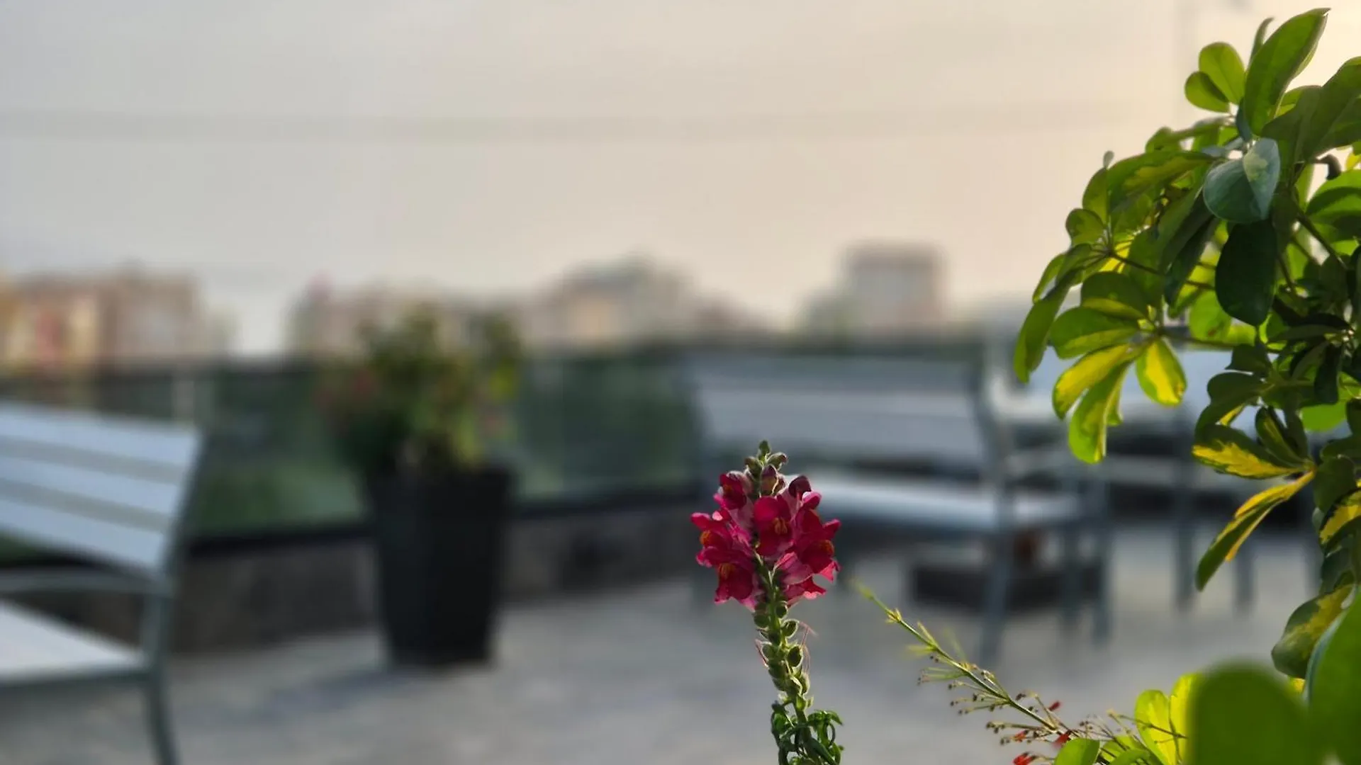 סרנדה Flore Rooms דירה